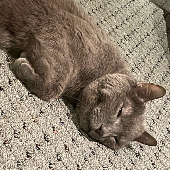 Meet your Posher, Jennifer - Picture 2 of 6